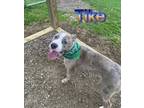 Adopt Tike a Brown/Chocolate American Pit Bull Terrier / Mixed dog in