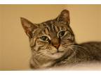 Adopt Jingle a Brown Tabby Domestic Shorthair / Mixed (short coat) cat in