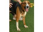 Adopt JOLENE a Tricolor (Tan/Brown & Black & White) Treeing Walker Coonhound /