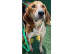 Adopt CASH a Brown/Chocolate - with White Treeing Walker Coonhound / Mixed dog
