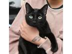 Adopt Babzy a All Black Domestic Shorthair / Domestic Shorthair / Mixed cat in