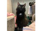 Adopt Jacky a All Black Domestic Longhair / Domestic Shorthair / Mixed cat in