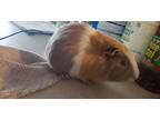 Adopt Albi & Drake a Silver or Gray Guinea Pig (short coat) small animal in