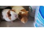 Adopt Paisley & Mable a Tan or Beige Guinea Pig (short coat) small animal in