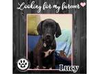 Adopt Lucy (Colossal Club) 050722 a Black - with White Great Dane / Mixed dog in