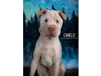 Adopt Canelo a White Shar Pei / Mixed dog in Littleton, CO (34585515)