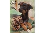 Adopt Colt a Black - with Tan, Yellow or Fawn Dachshund / Miniature Pinscher /