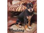 Adopt Mustang a Black - with Tan, Yellow or Fawn Miniature Pinscher / Dachshund