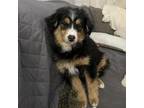 Adopt Peter a Black Bernese Mountain Dog / Poodle (Miniature) / Mixed dog in