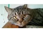 Adopt Mac a Brown Tabby Scottish Fold / Mixed (short coat) cat in Austin