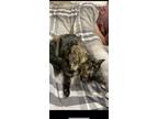 Adopt Luna a Brown or Chocolate Chartreux / Mixed (medium coat) cat in Big Bear