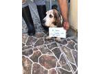 Adopt Lulu a Tricolor (Tan/Brown & Black & White) Basset Hound dog in Kelowna