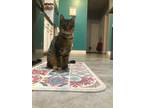 Adopt Kitty a Spotted Tabby/Leopard Spotted Egyptian Mau / Mixed (short coat)