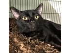 Adopt Bean a All Black Domestic Shorthair / Mixed cat in Moose Jaw
