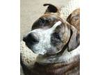 Adopt Ace a Brindle Australian Cattle Dog / American Pit Bull Terrier / Mixed