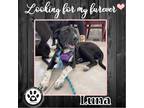 Adopt Luna (Colossal Club) 050722 a Black - with White Great Dane dog in