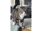 Adopt Topaz a Domestic Shorthair / Mixed cat in Salmon Arm, BC (34586590)