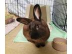 Adopt Twister A American Sable / Mixed Rabbit In Oceanside, CA (34586196)