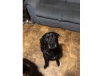 Adopt Sharpe a Black Labrador Retriever / Mastiff / Mixed dog in Lawrenceville