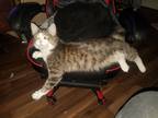Adopt Sarah a Gray or Blue American Curl / Mixed (long coat) cat in Glassboro