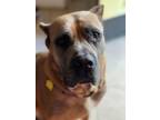 Adopt Grace a Tan/Yellow/Fawn Cane Corso / Mixed dog in Windsor, VA (34585508)