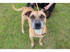 Adopt Buster a Tan/Yellow/Fawn Black Mouth Cur / Mixed dog in Abbeville