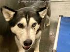 Adopt ALASKA a White - with Gray or Silver Alaskan Malamute / Mixed dog in