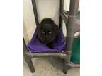 Adopt Jupiter a All Black Domestic Longhair / Domestic Shorthair / Mixed cat in
