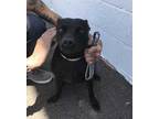 Adopt SPICE a Black - with White Australian Kelpie / Mixed dog in Phoenix