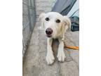 Adopt Bella a White Golden Retriever / Saluki / Mixed dog in Vancouver
