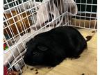 Adopt Maverick a Guinea Pig small animal in Prince George, BC (34583218)