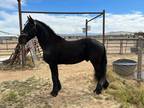 JITZE 3 yr old Friesian imported stud colt