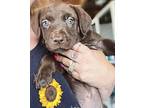 Romy, American Staffordshire Terrier For Adoption In Sidney, Nebraska