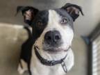 Adopt GOOSE a Pit Bull Terrier, Pointer
