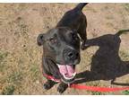 Adopt RIGBY a Pit Bull Terrier, Mixed Breed