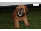 Soft Coated Wheaten Terrier Puppy for sale in Fort Worth, TX, USA