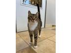 Adopt Tommy Pickles a Domestic Short Hair