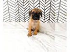 Puggle PUPPY FOR SALE ADN-381671 - Jagger