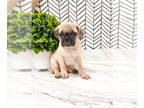 Puggle PUPPY FOR SALE ADN-381672 - Jameson
