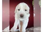 Anatolian Shepherd-Great Pyrenees Mix PUPPY FOR SALE ADN-381499 - Great Pyrenees