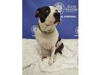 Adopt AMBER a Pit Bull Terrier