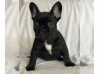 French Bulldog PUPPY FOR SALE ADN-381824 - Fluffy carrier and full fluffy