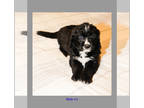 Bernedoodle PUPPY FOR SALE ADN-381746 - Bernedoodle Puppies