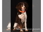 Brittany PUPPY FOR SALE ADN-381396 - Liver Tri color puppies