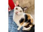 Adopt Hope - Foster Home CP a Calico, Domestic Short Hair