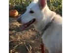 Adopt Willow a White German Shepherd Dog / Mixed dog in Yuba City, CA (34587877)