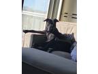 Adopt Bella a Black Labrador Retriever / American Pit Bull Terrier / Mixed dog