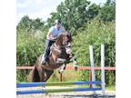 8 year old gelding with a top character and impeccable interior