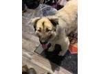 Adopt Patty a Tan/Yellow/Fawn Mixed Breed (Large) / Mixed dog in Saskatoon