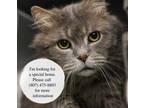Adopt Mango a Gray or Blue Domestic Mediumhair / Domestic Shorthair / Mixed cat